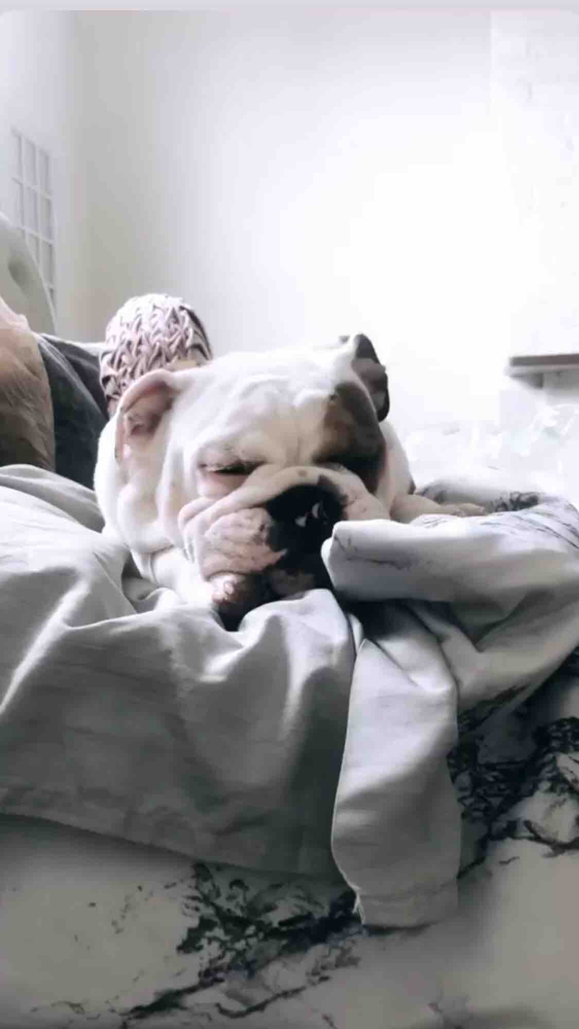 Peach the Bulldogs Emergency Surgery photo