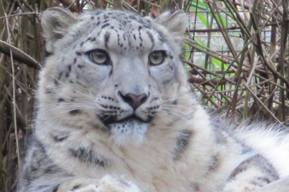 Fundraiser by Zoo Kim : Snow Leopard Breeding Facility