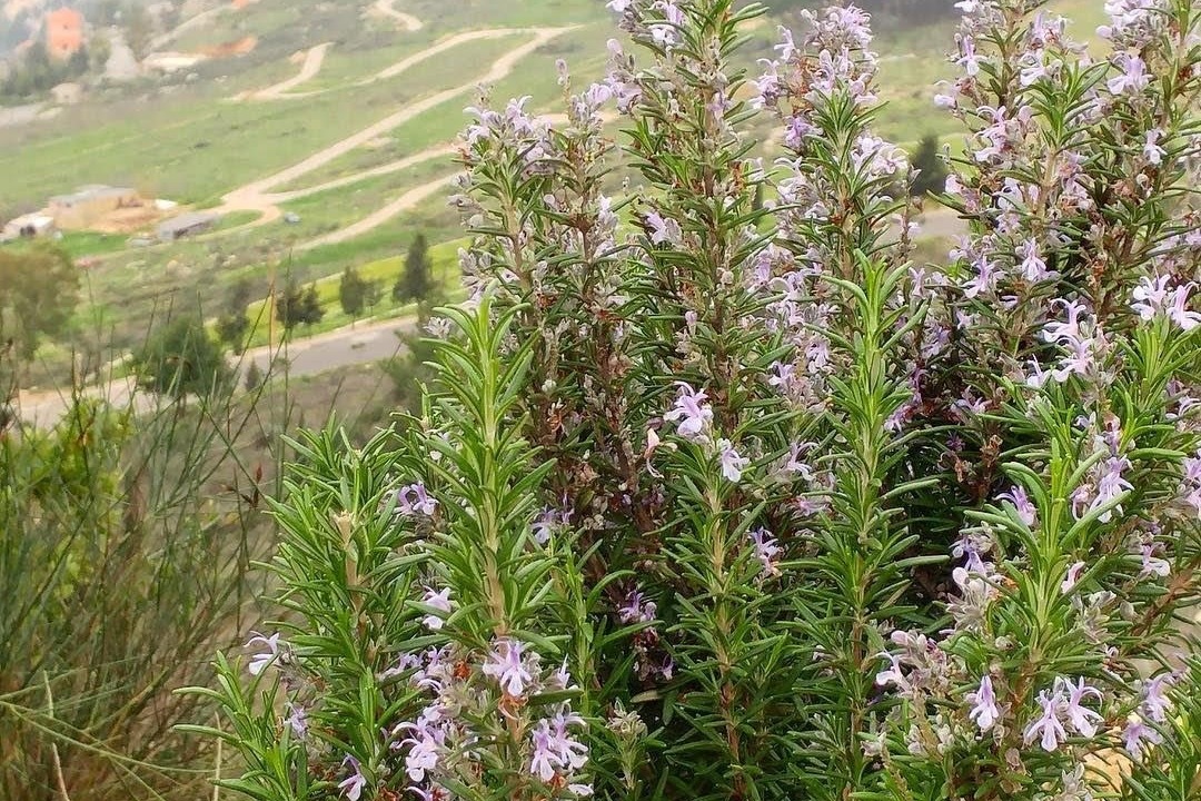 Fundraiser by Paul Saad Lebanon Herbal Collective Response