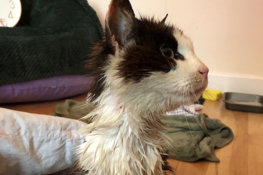 Fundraiser By Alex Wood Caring For Scraggly Cat