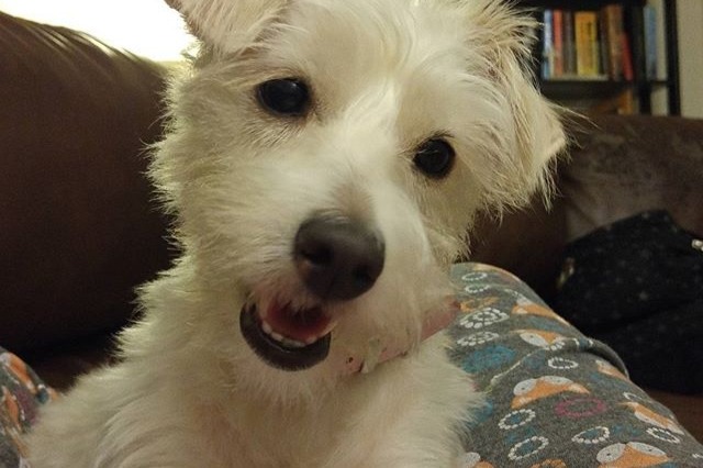 Misty Needs Surgery photo