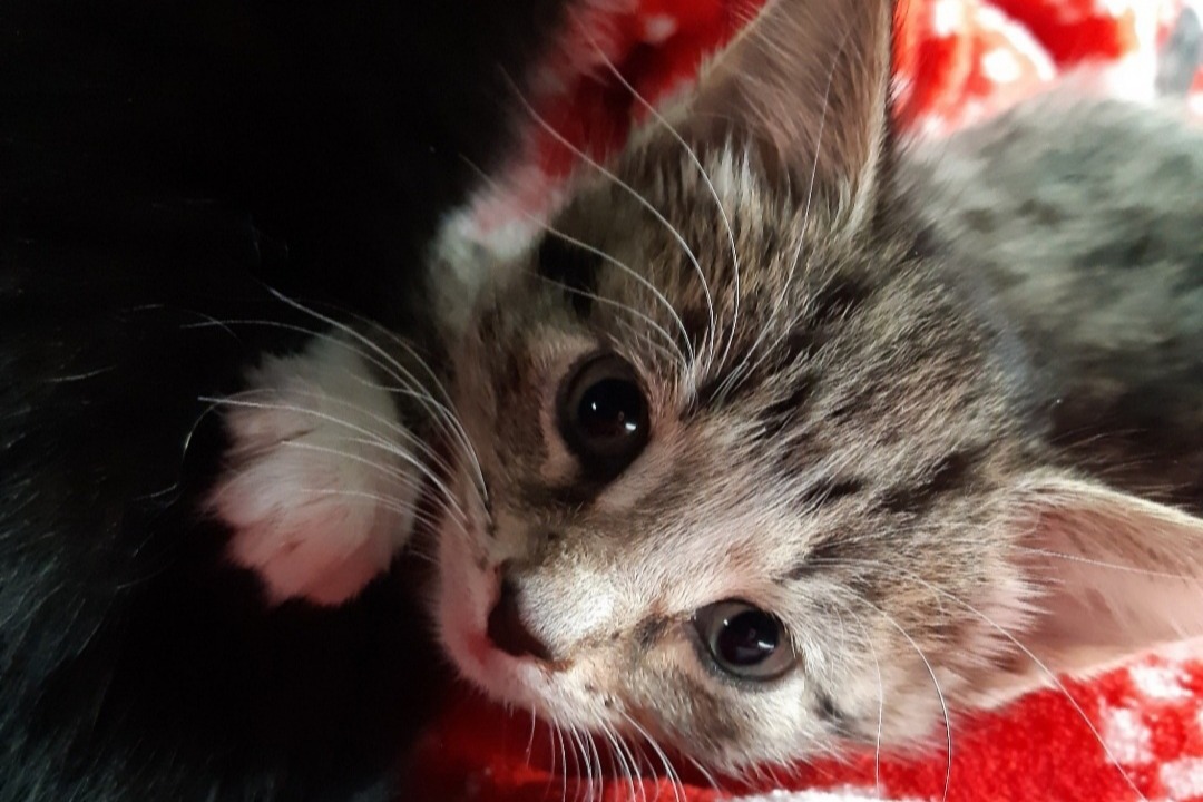 Fundraiser by Kitty Rescue Bury URGENT VET BILLS FOR RESCUE CATS