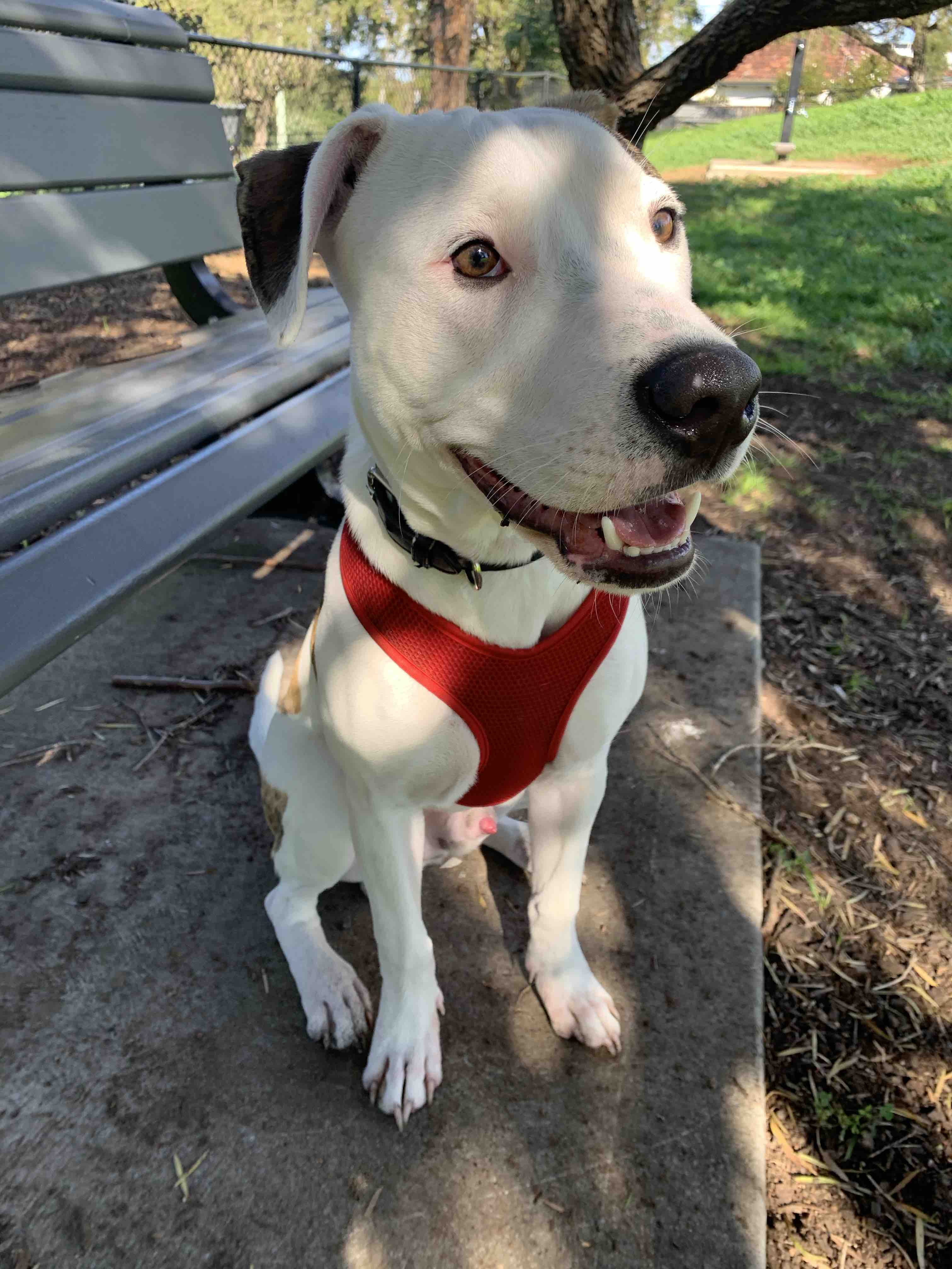 Fundraiser by Sian Hercules Vet Bill