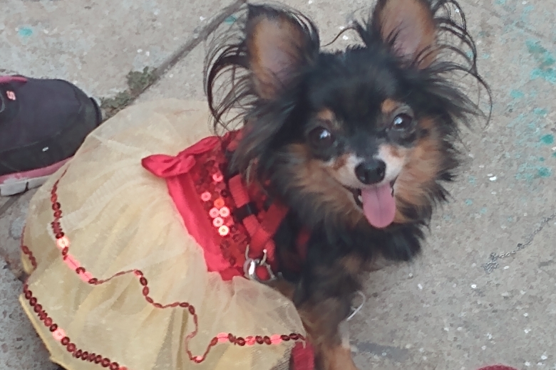 Healing baby chica photo