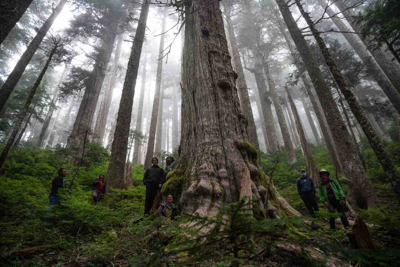 Direct Action for the last Ancient Rainforests photo