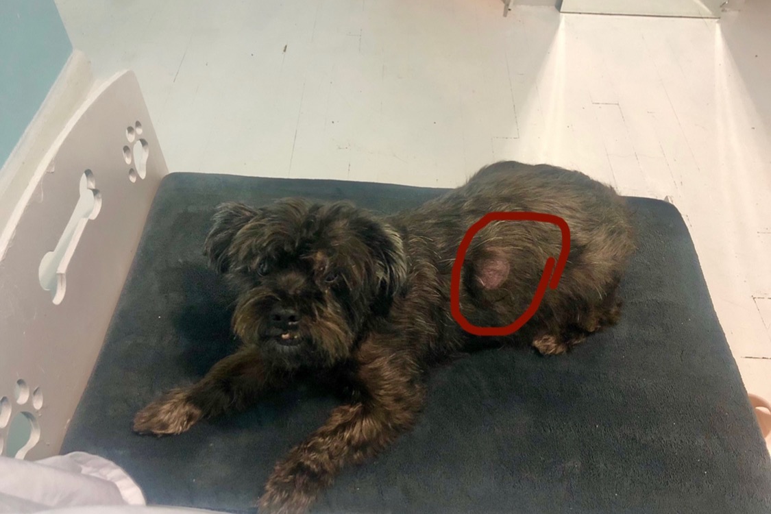 Fundraiser by Luisana Perez My Dog's Tumor Removal Surgery