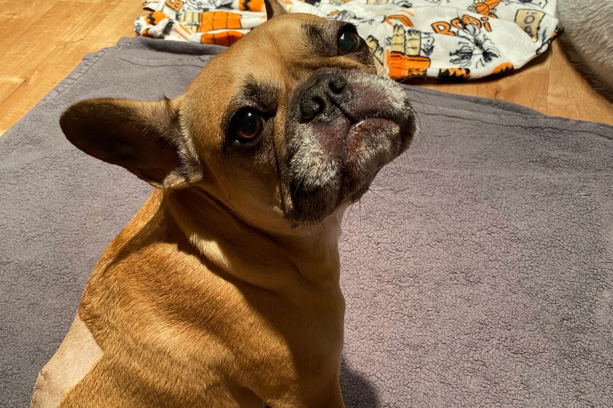 ivdd in french bulldogs