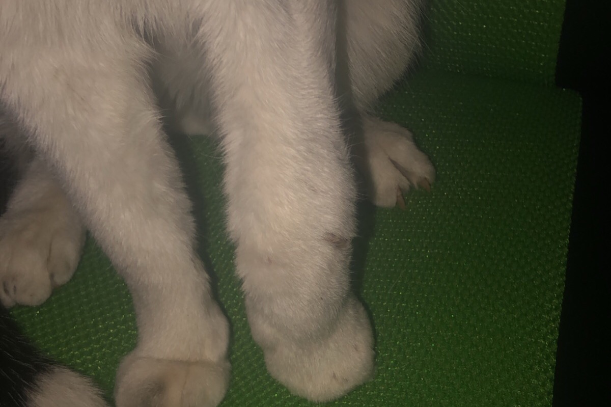 51323178_1600480531880566_r.jpeg
