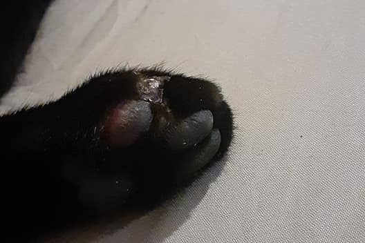51362266_1600692892859139_r.jpeg