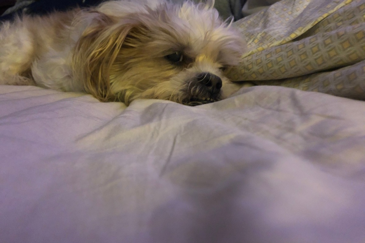 51428212_160093784261388_r.jpeg
