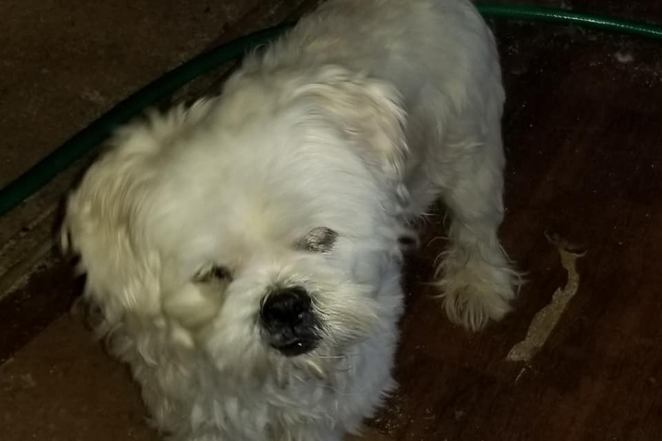 51429268_1600905020413548_r.jpeg