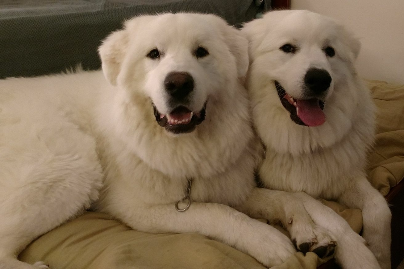 Funds needed to help homeless Great Pyrenees photo