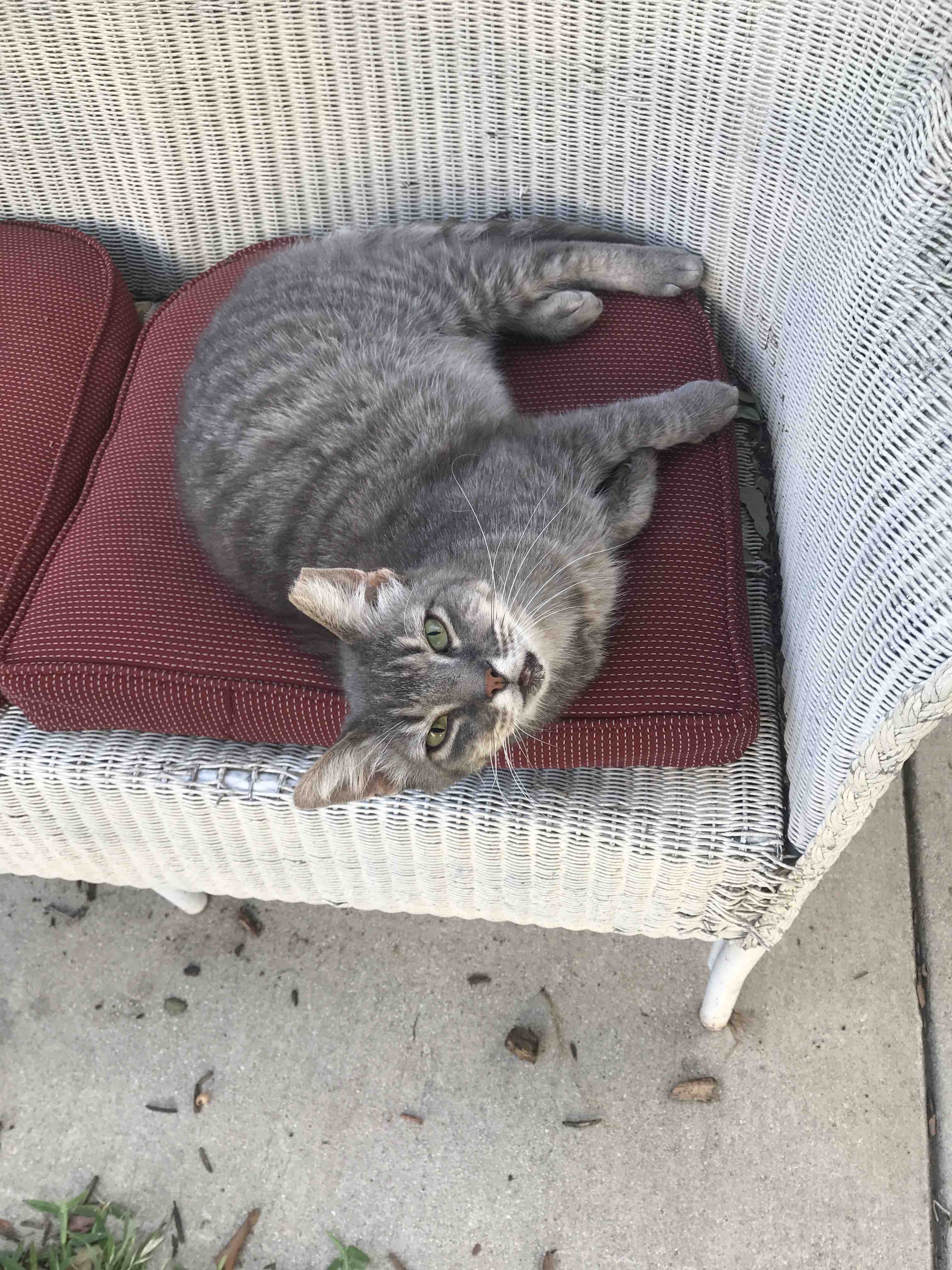 Fundraiser By Justin Birt Help Tyrone The Cat Walk Again