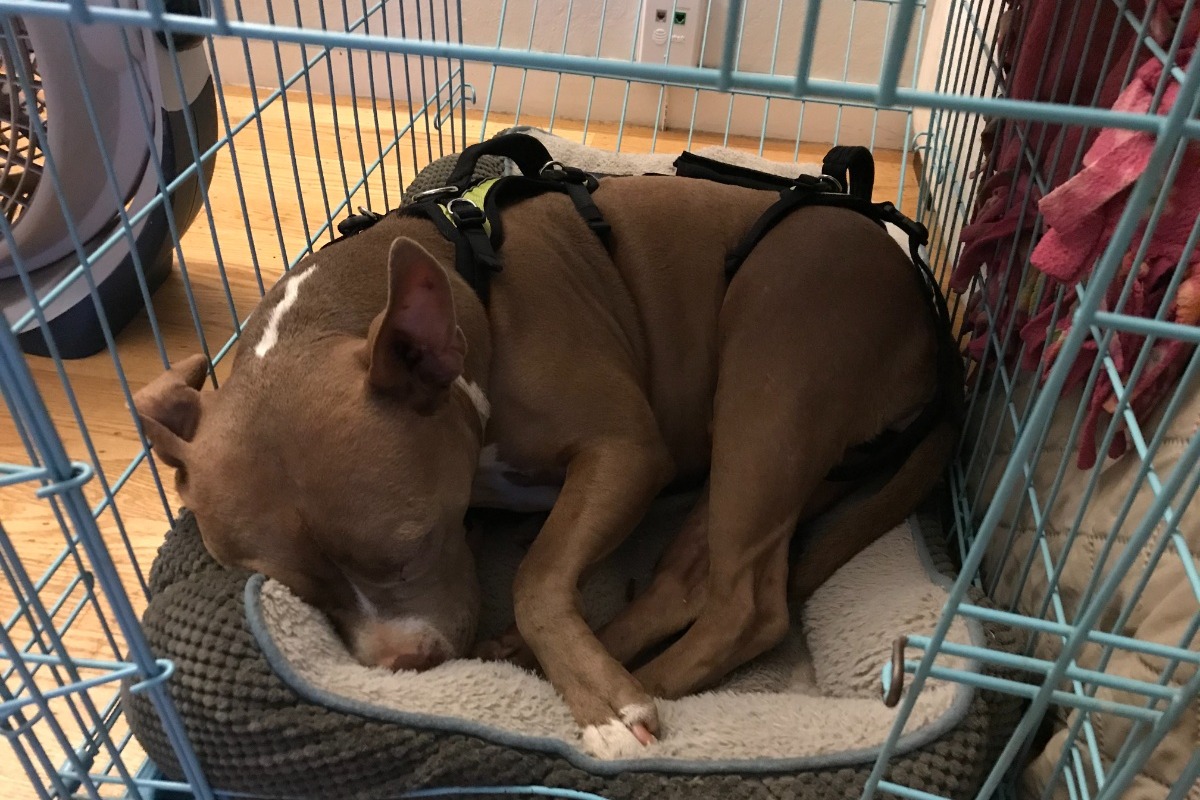 scarlets surgery photo