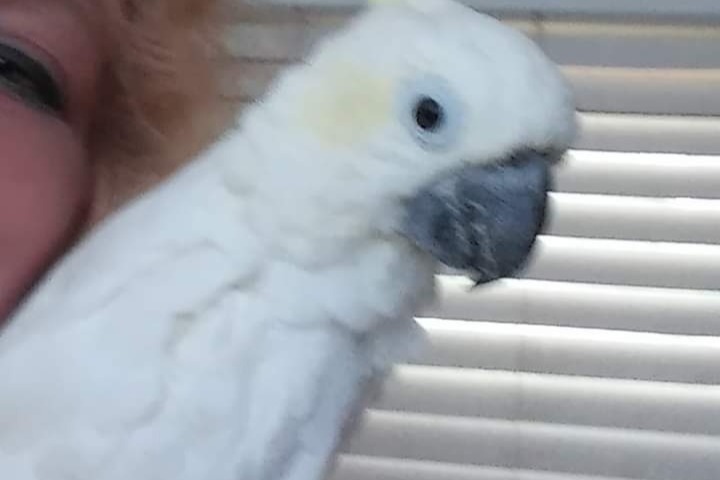 51621652_1601603782923813_r.jpeg