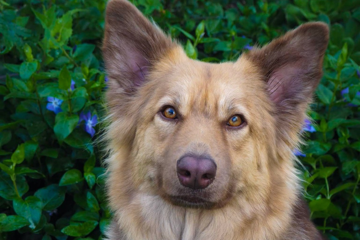 Fundraiser by Patricia Freeman : Piper and her Puppies