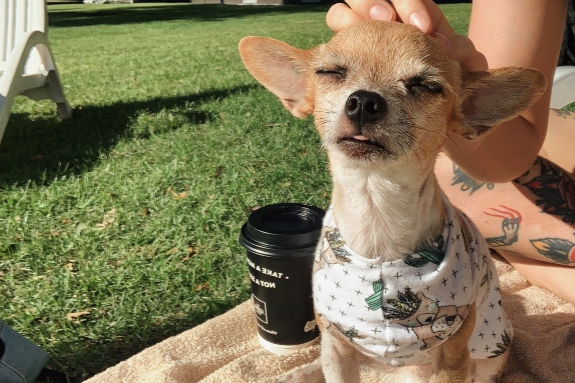 Help Peaches spinal surgery photo
