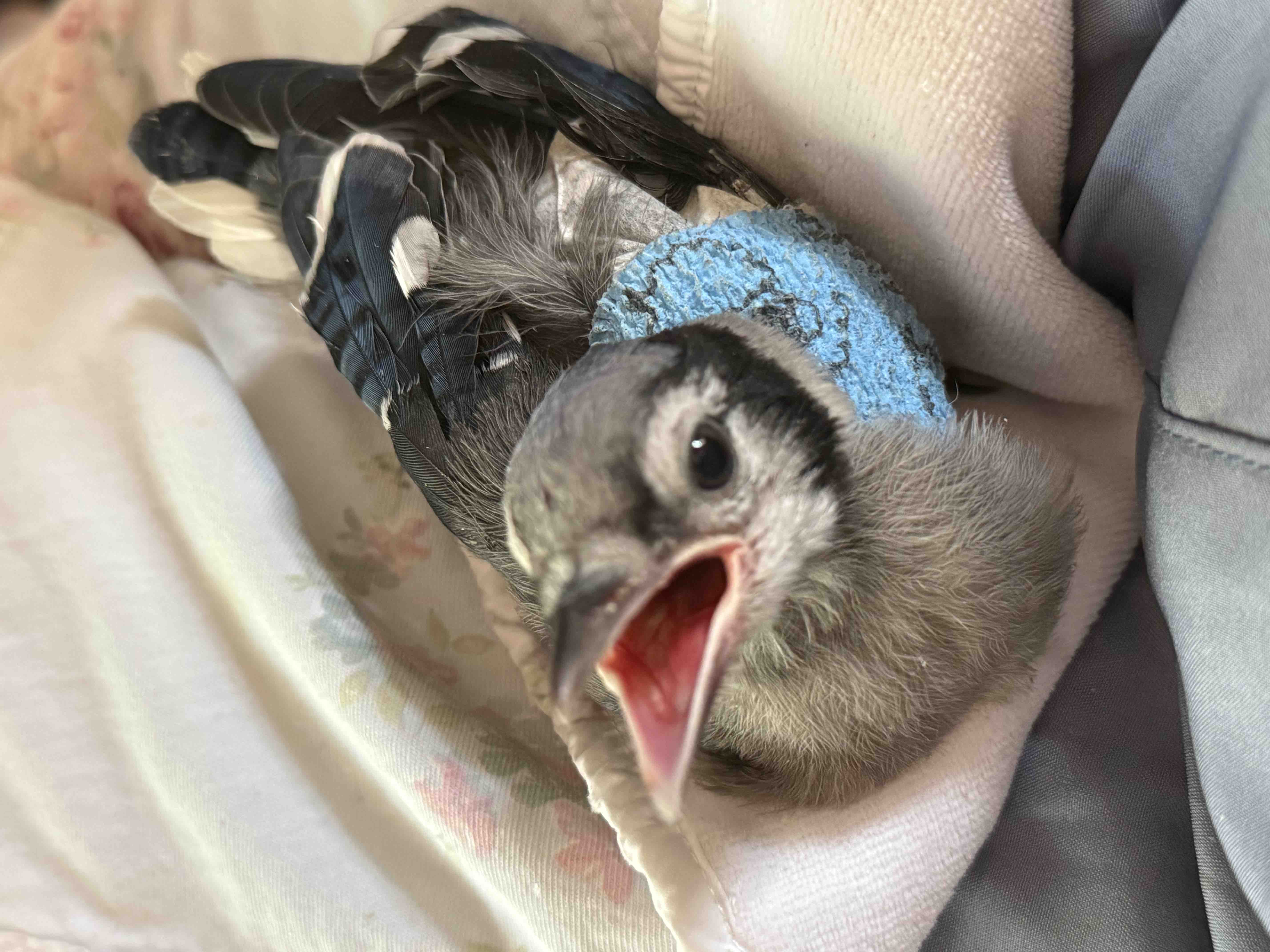 Wildlife Rehabilitation campaign photo, 2 of 9