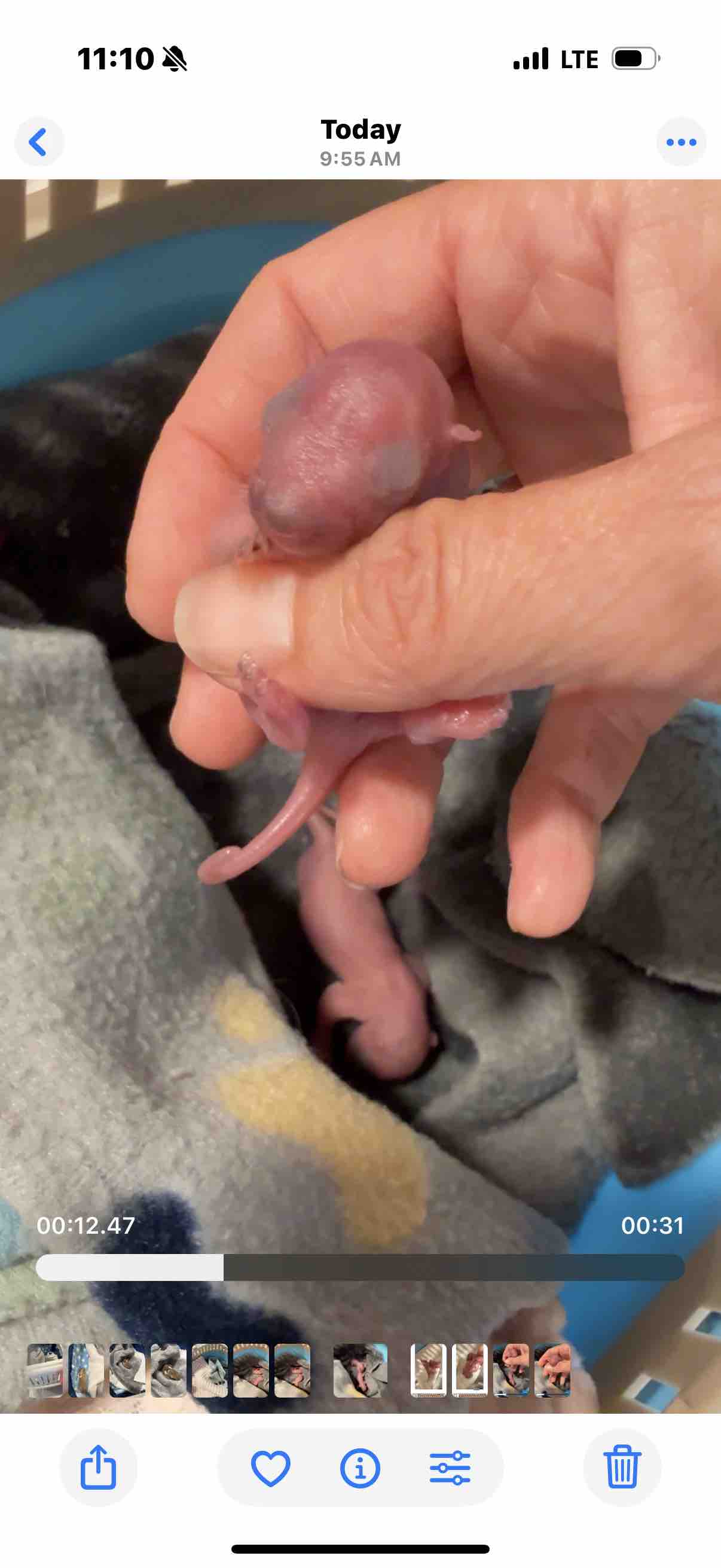 Wildlife Rehabilitation campaign photo, 5 of 9