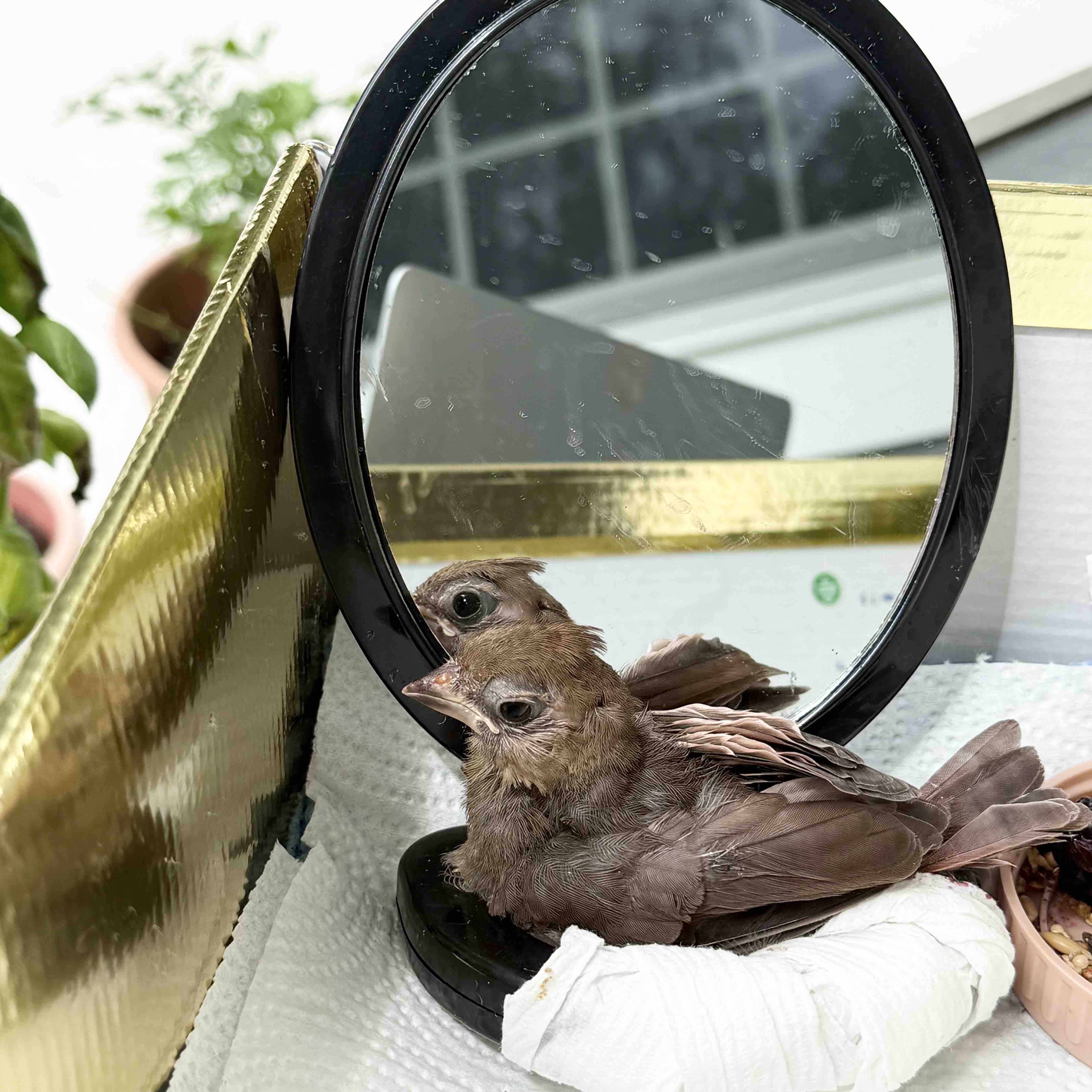 Wildlife Rehabilitation campaign photo, 7 of 9