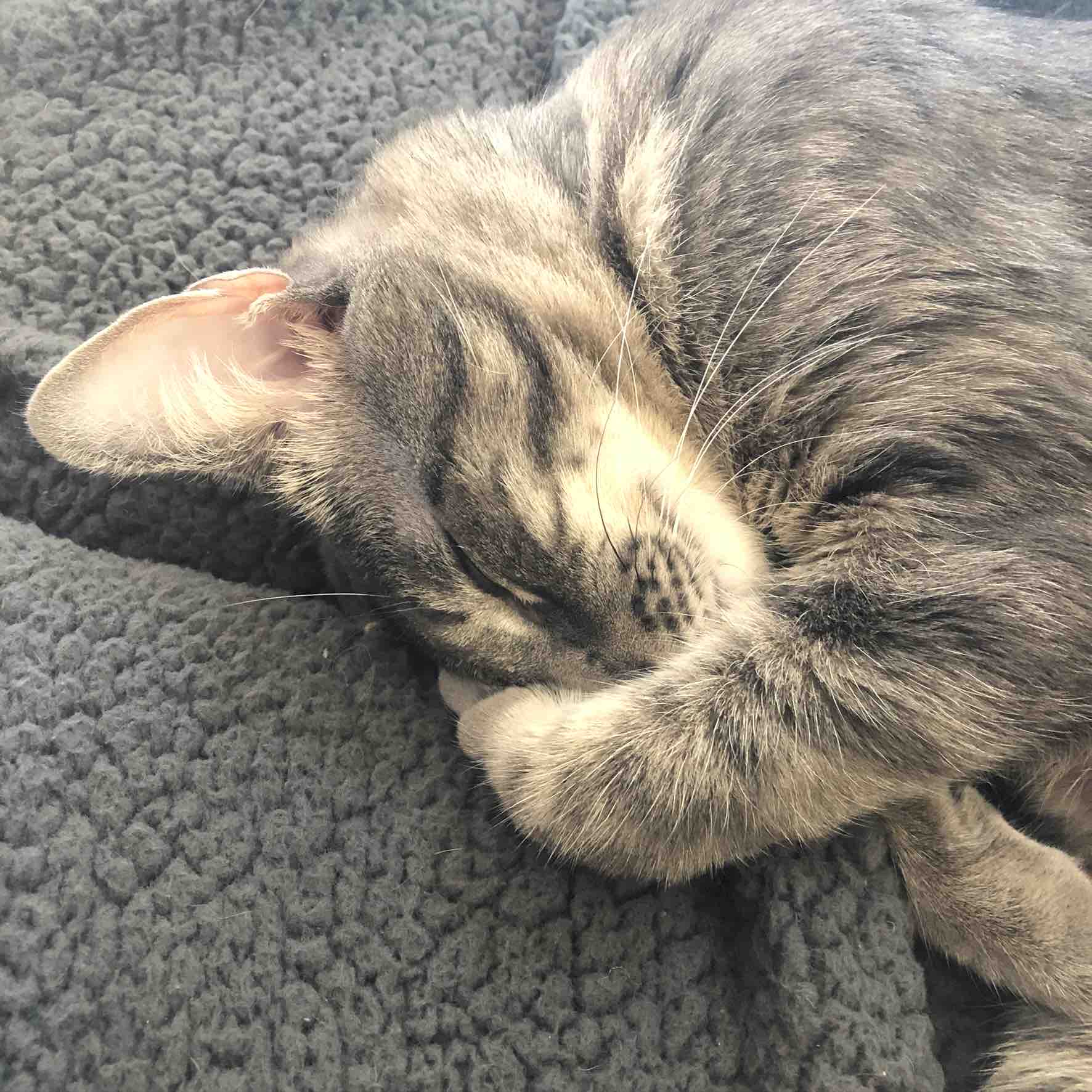 Fundraiser by Nicole Khattar Give 1 year old Scout a chance at life...