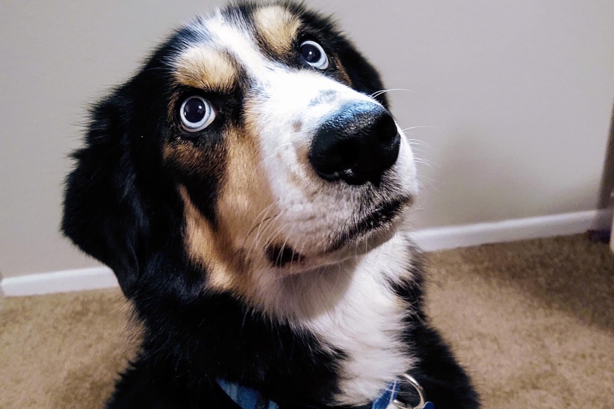51853028_1602537411541282_r.jpeg