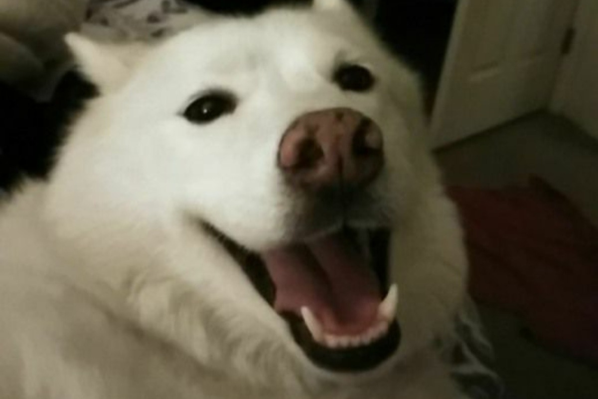 51934404_1602835509819194_r.jpeg