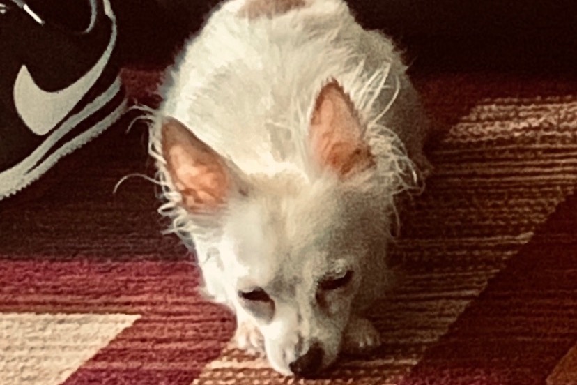 51962858_1602969813667683_r.jpeg