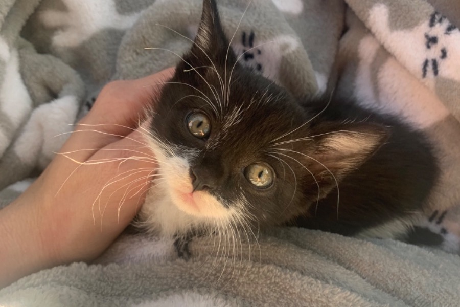 vets for pets latchford