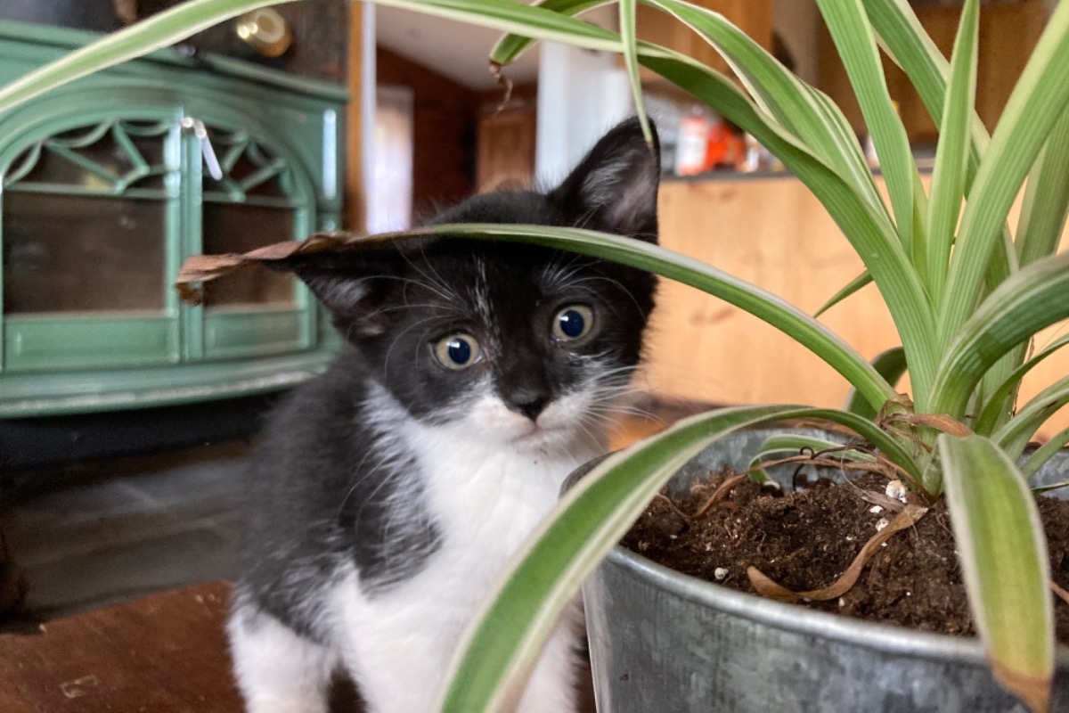 vets for pets latchford