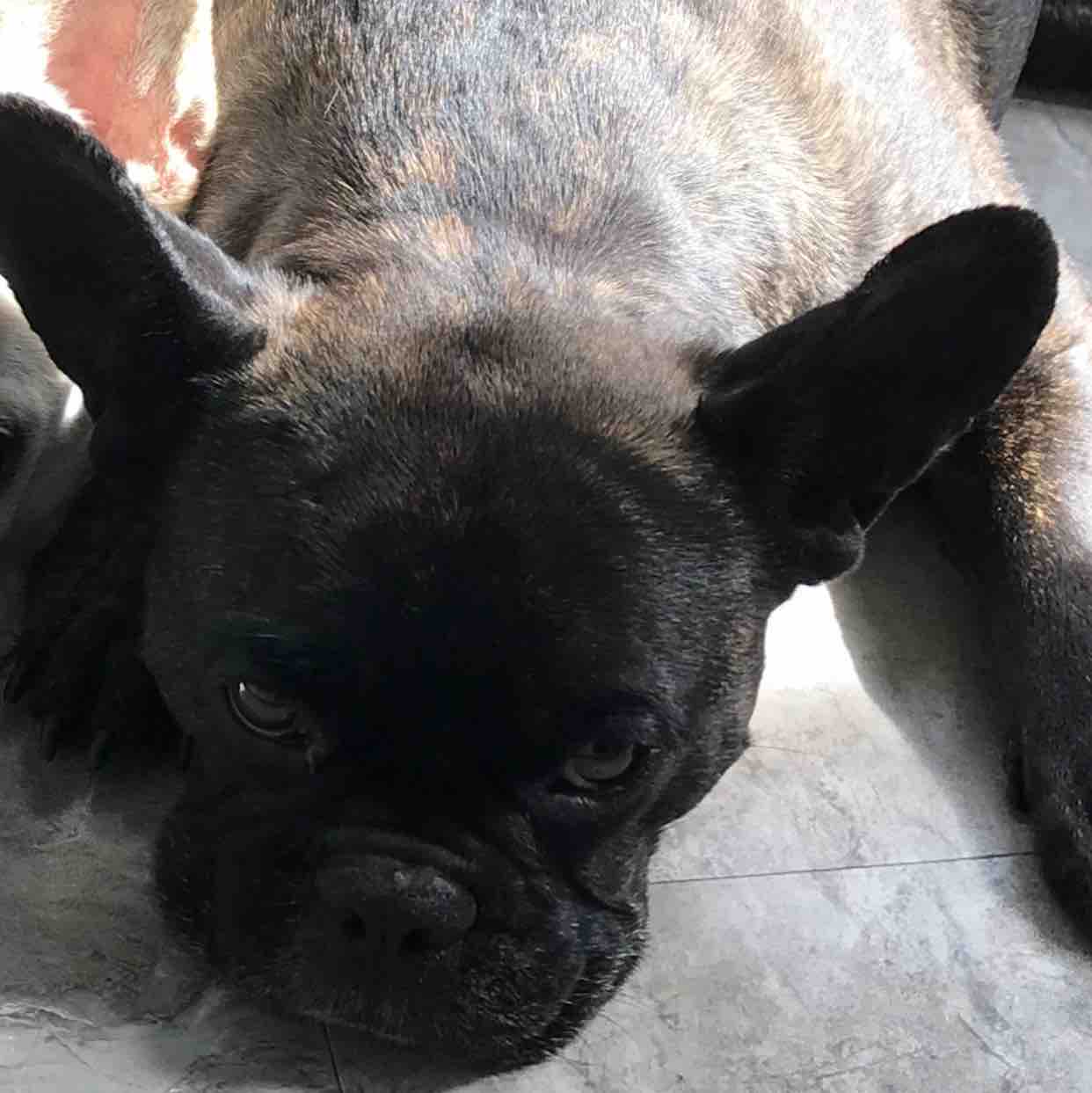 Help “Hank The Tank” Beat Surgery photo