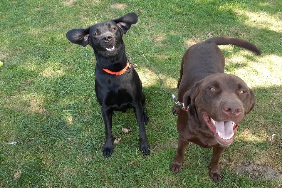 I Don't Have A Fence For My Dog at Barbara Hernandes blog