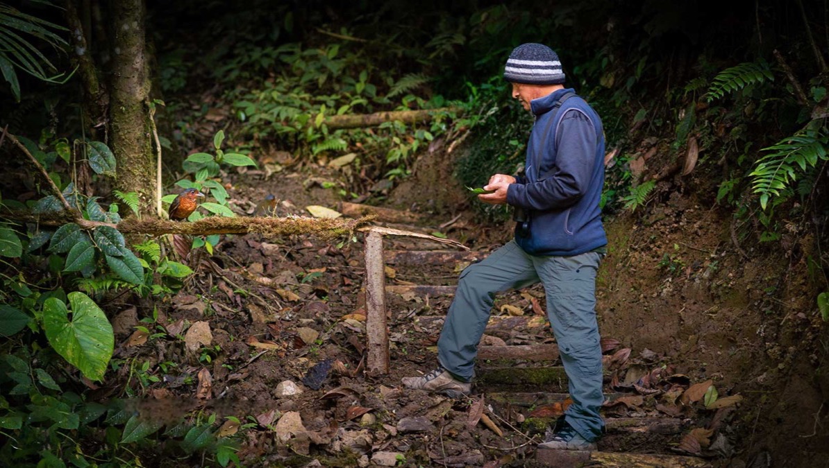 Help to protect the Antpitta habitat photo