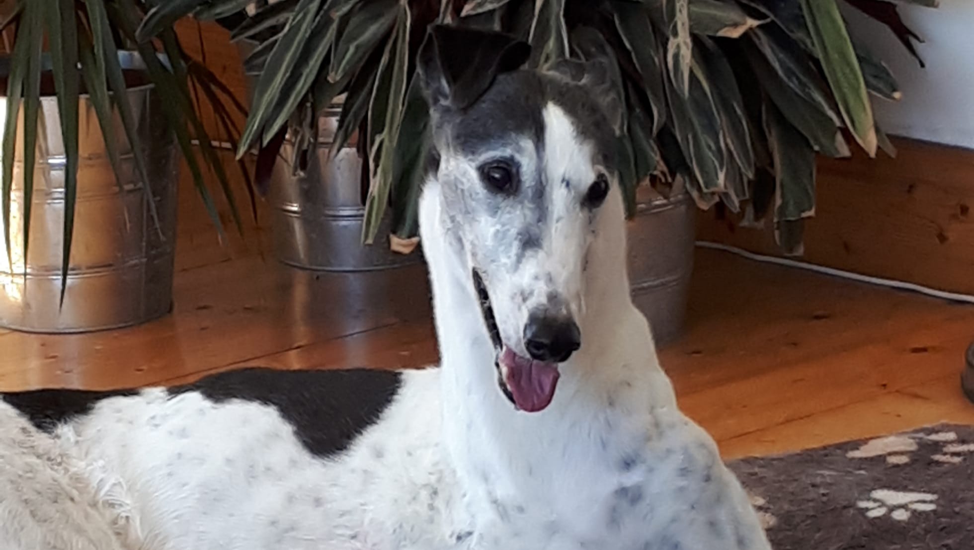 Great hounds in hot sale need