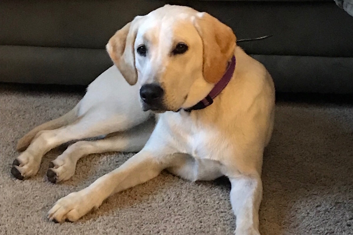 Tta2 Dogs Fundraiser by Kelly Diefenthal : Our dog Ivy needs knee surgery (torn CCL)