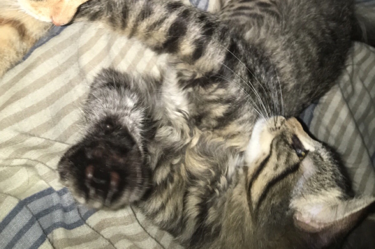 52530370_1605200639100857_r.jpeg