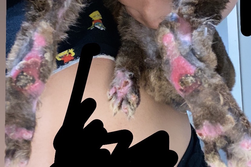 52627510_1605559868356918_r.jpeg
