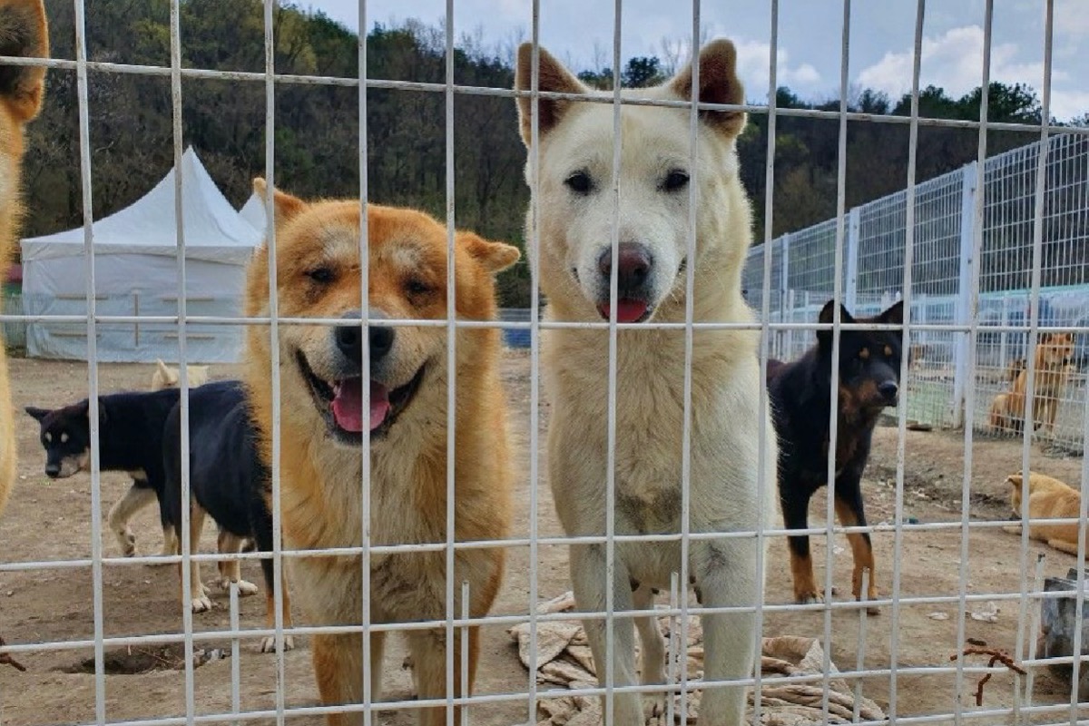 Fundraiser by 조유정 Zion Shelter