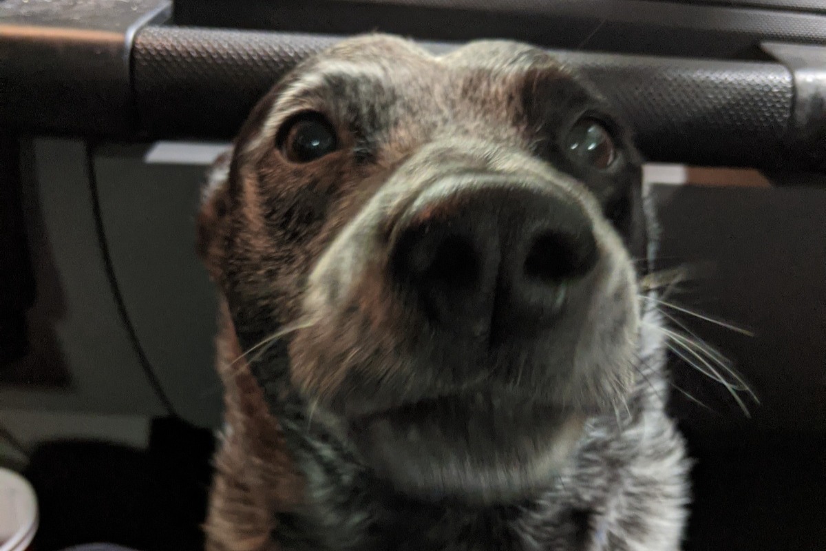 52639878_160561263478977_r.jpeg