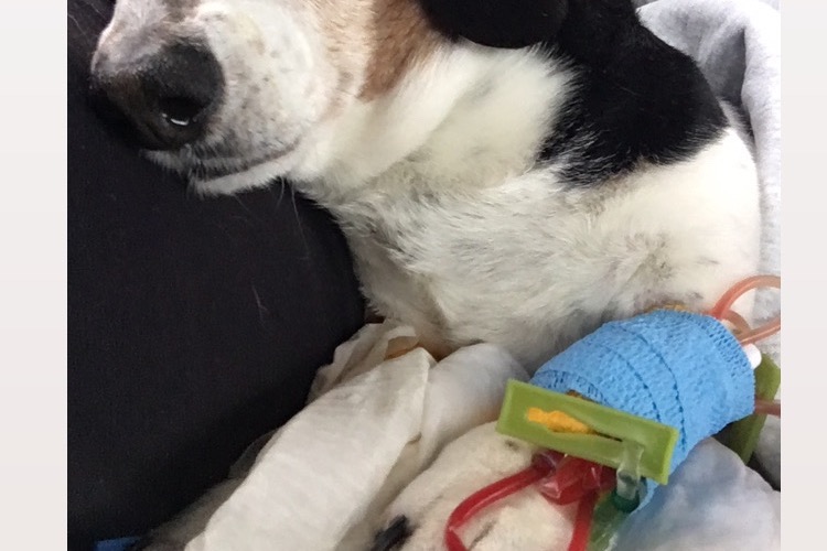 Paying off Neville’s ivdd health plight (now deceased ) photo