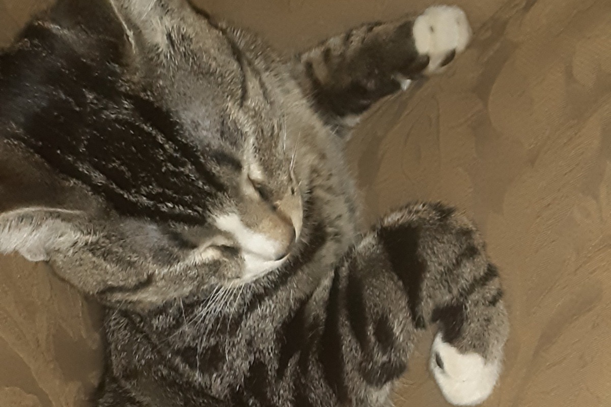 52645536_1605629498112123_r.jpeg