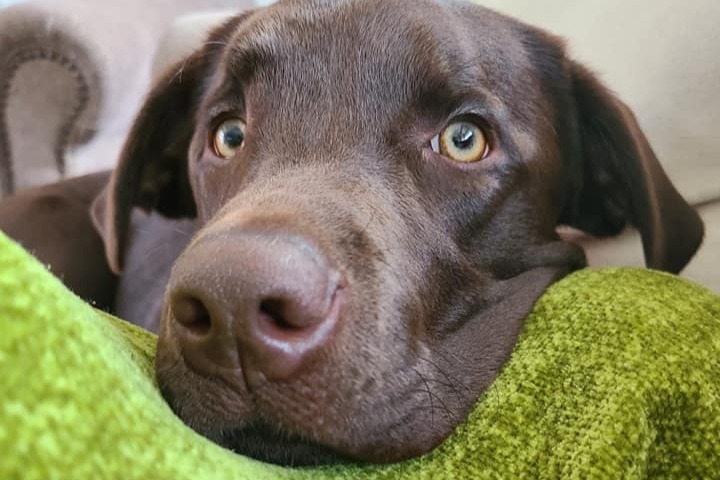 53049154_1607118629256253_r.jpeg