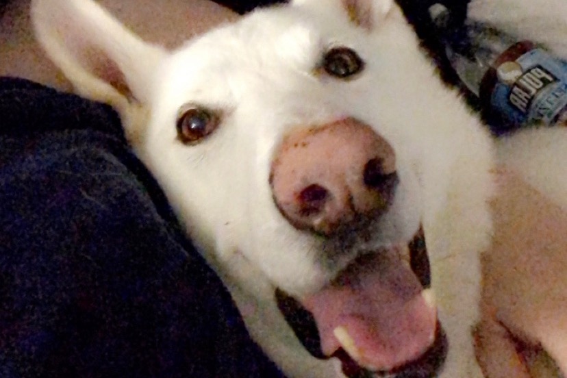 53457768_1608587633812918_r.jpeg