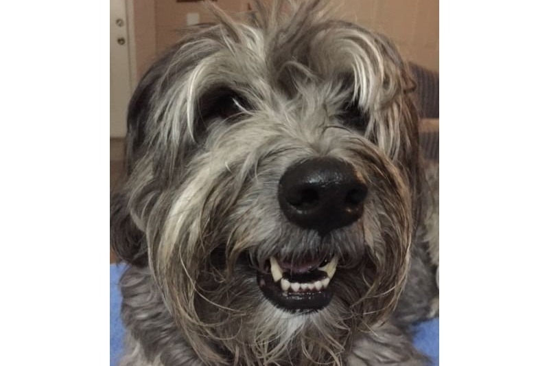 Fundraiser by Donnie Ferris Best dog EVER needs surgery that I can't