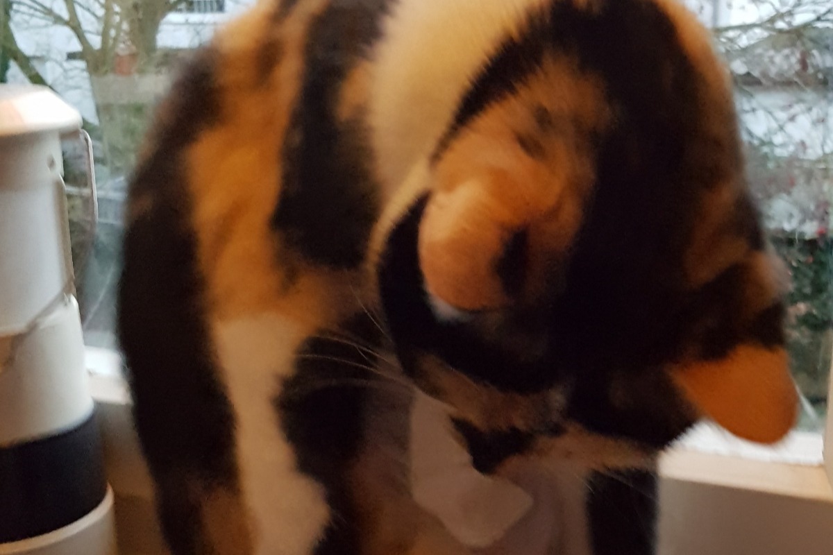53637456_1609428821296364_r.jpeg