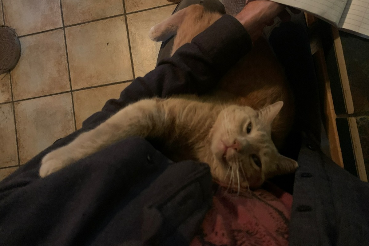 Lipton's Medical Procedure photo