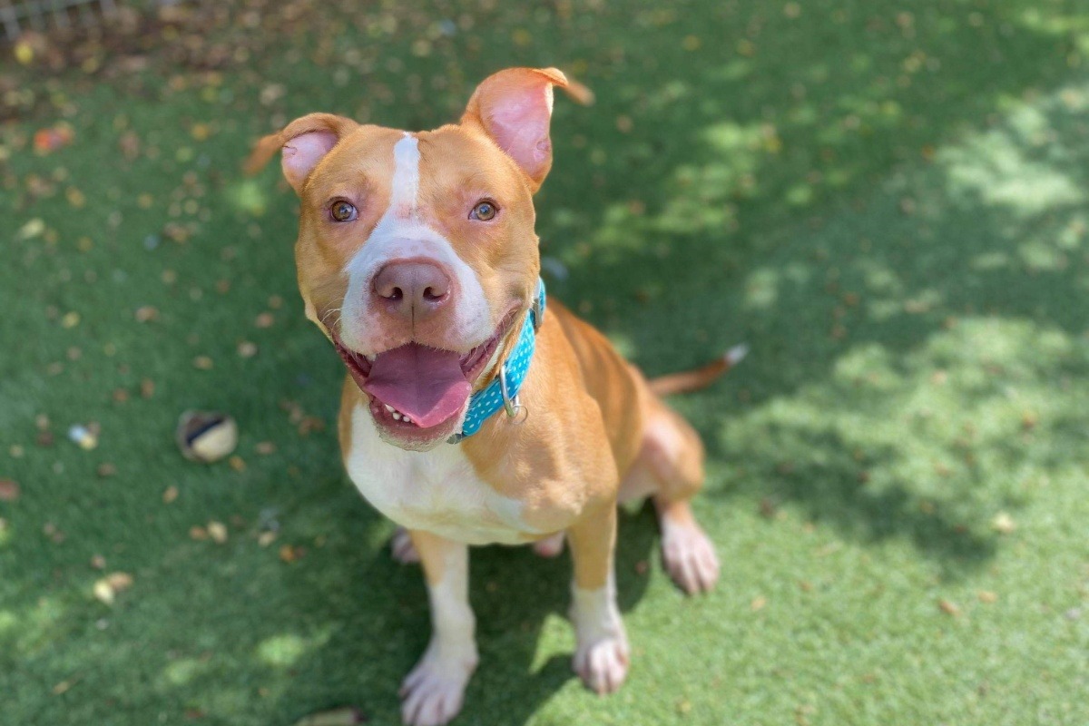 Fundraiser by Alexis Robertson Help the animals at Foal Farm Animal