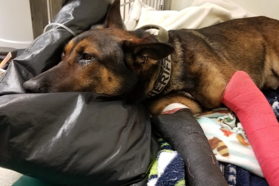 Snohomish County K9 Rex Recovery and Replacement photo