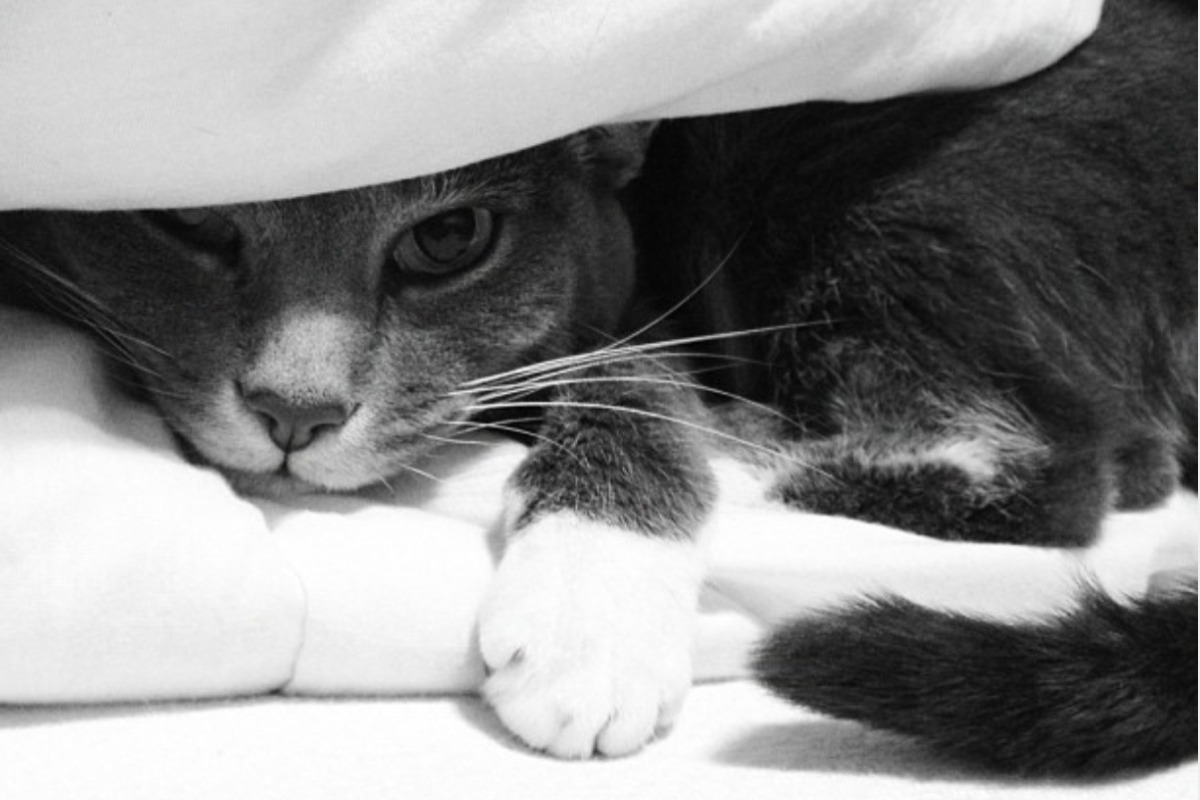 Luna's Emergency Vet Bill photo