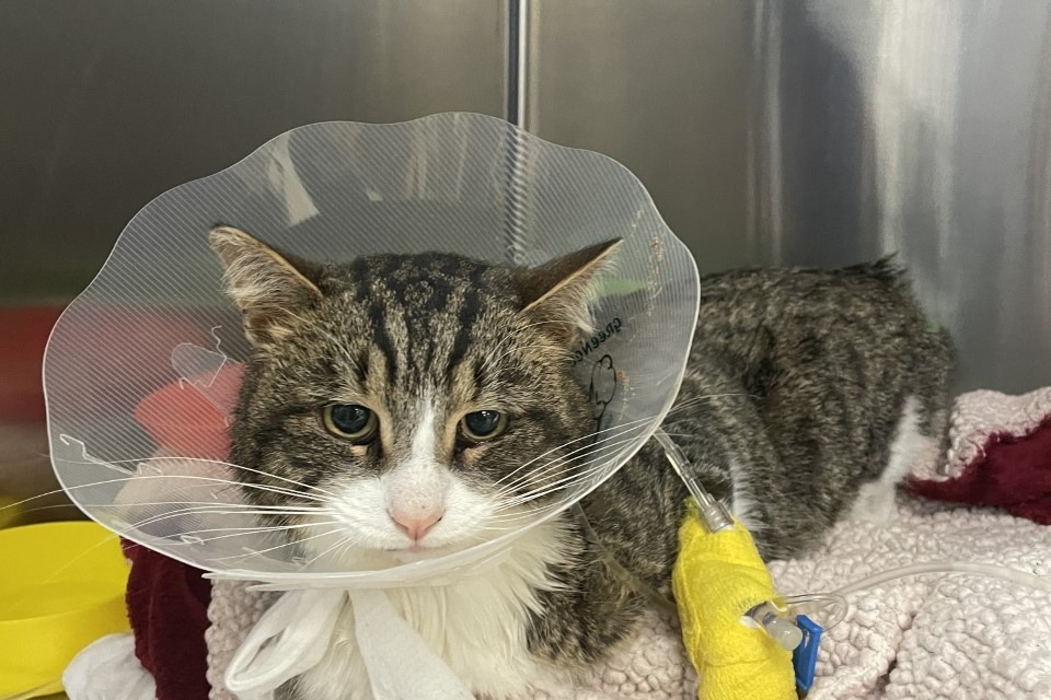 Fundraiser By Eric Brindle Operation Urgente De Toby Le Chat Errant